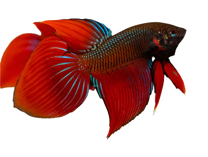 male red hybrid betta - LG
