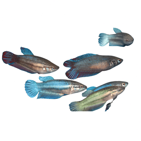 female assorted betta - regular size