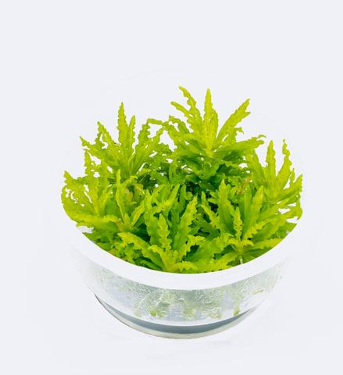 pogostemon helferi - cup plant