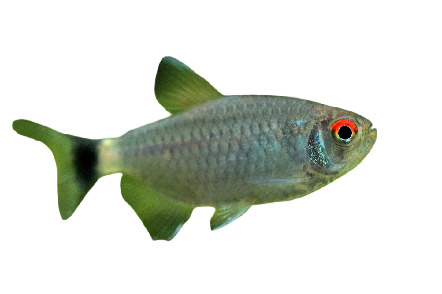 red eye tetra