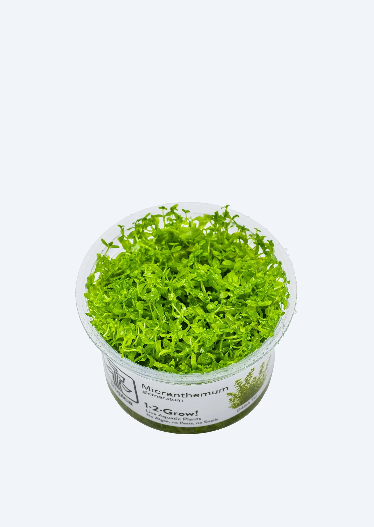 Hemianthus Micranthemoides Cup Plant