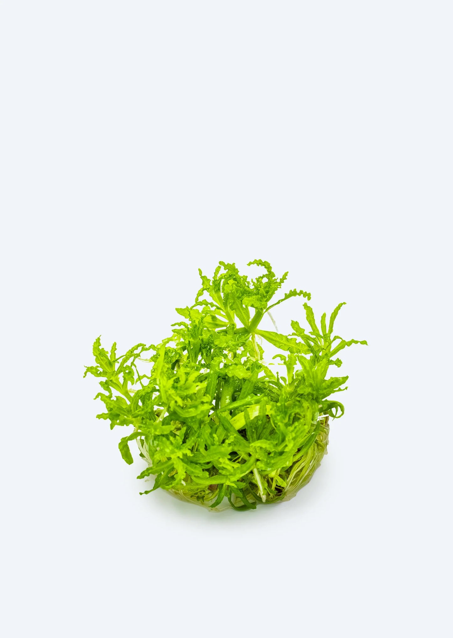 Pogostermon Helferi Cup Plant