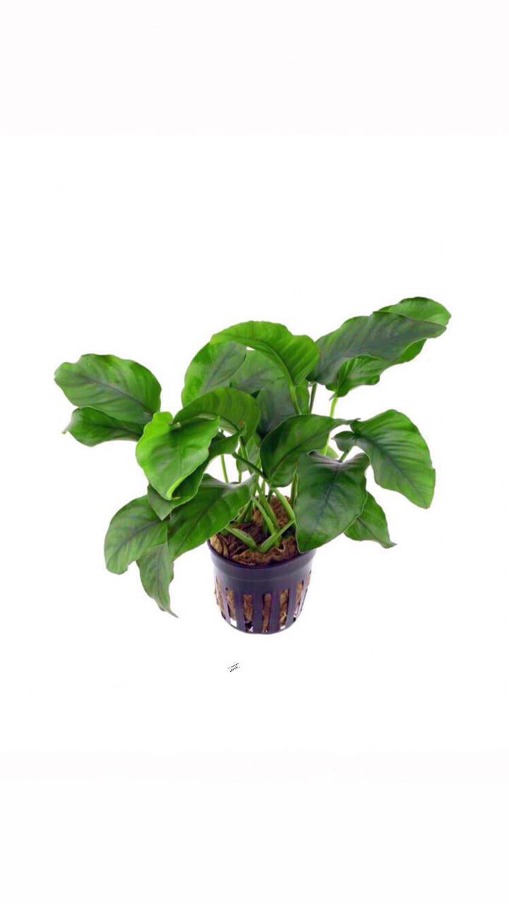 Anubias Barteri - Potted Plant