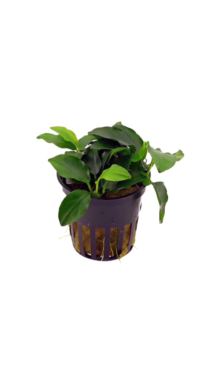 Anubias Nana - Potted Plant