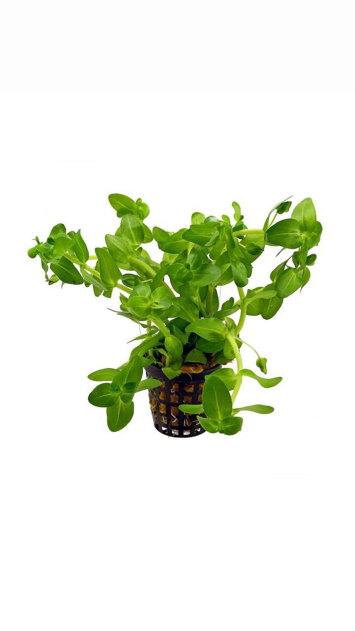 Bacopa Amplexicaulis - Potted Plant