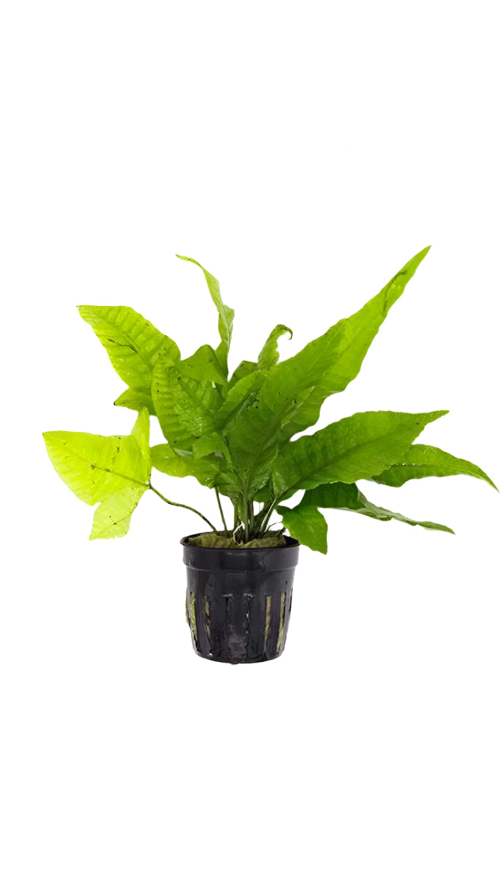 Bolbitis Asiatica - Potted plant
