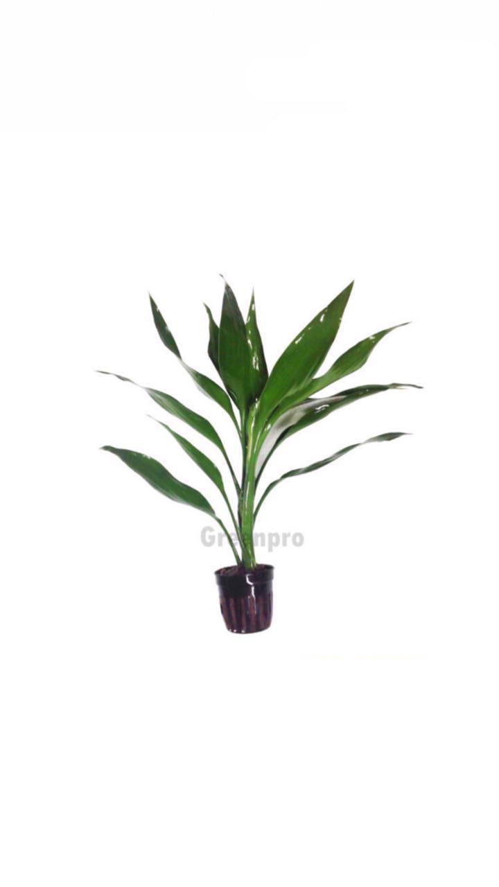 Dracaena Green - Potted Plant