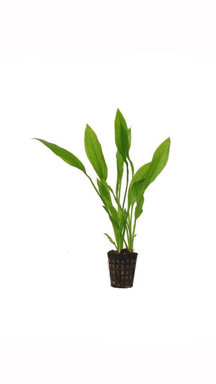 Echinodorus Americanus - Potted plant