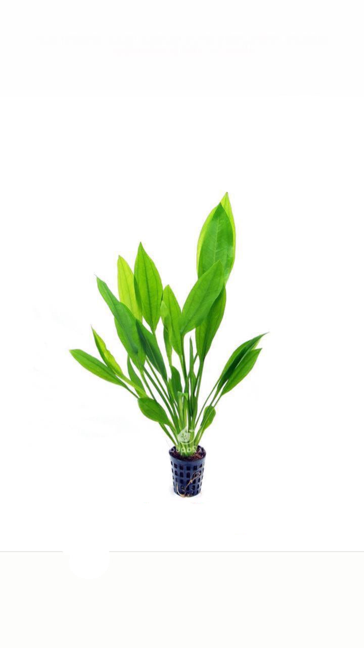 Echinodorus Amazonicus - Potted Plant
