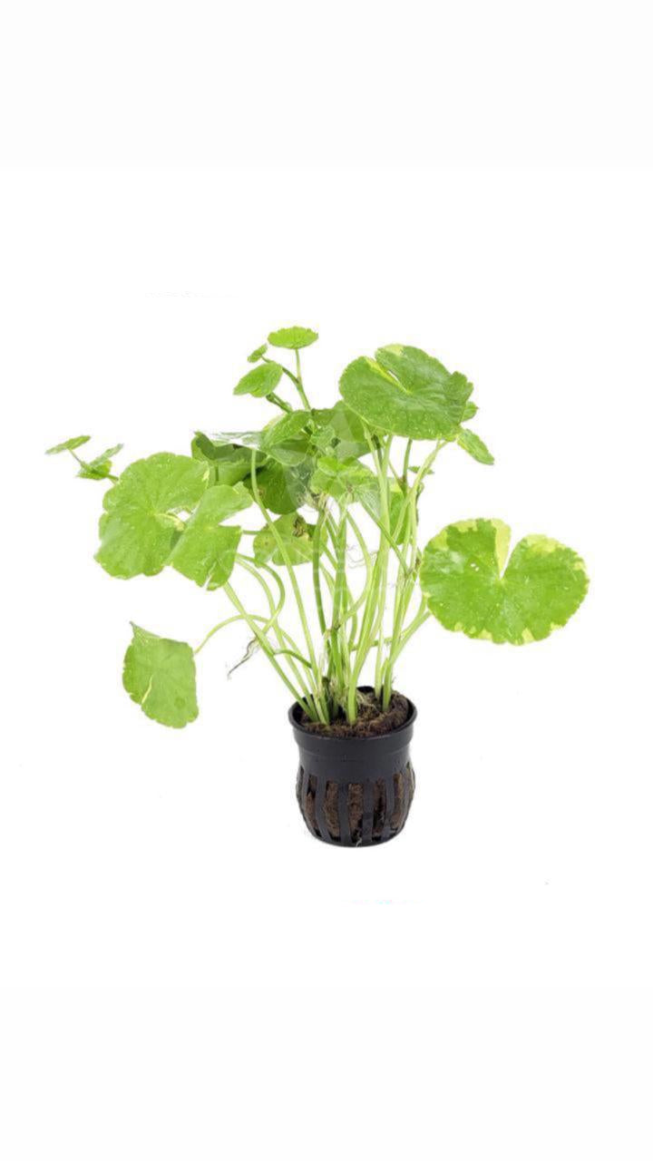 Hydrocotyle Leucocephala Marble - Potted Plant