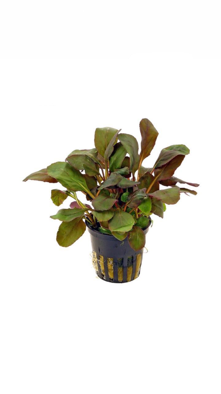 Lobelia Cardinalis - Potted Plant