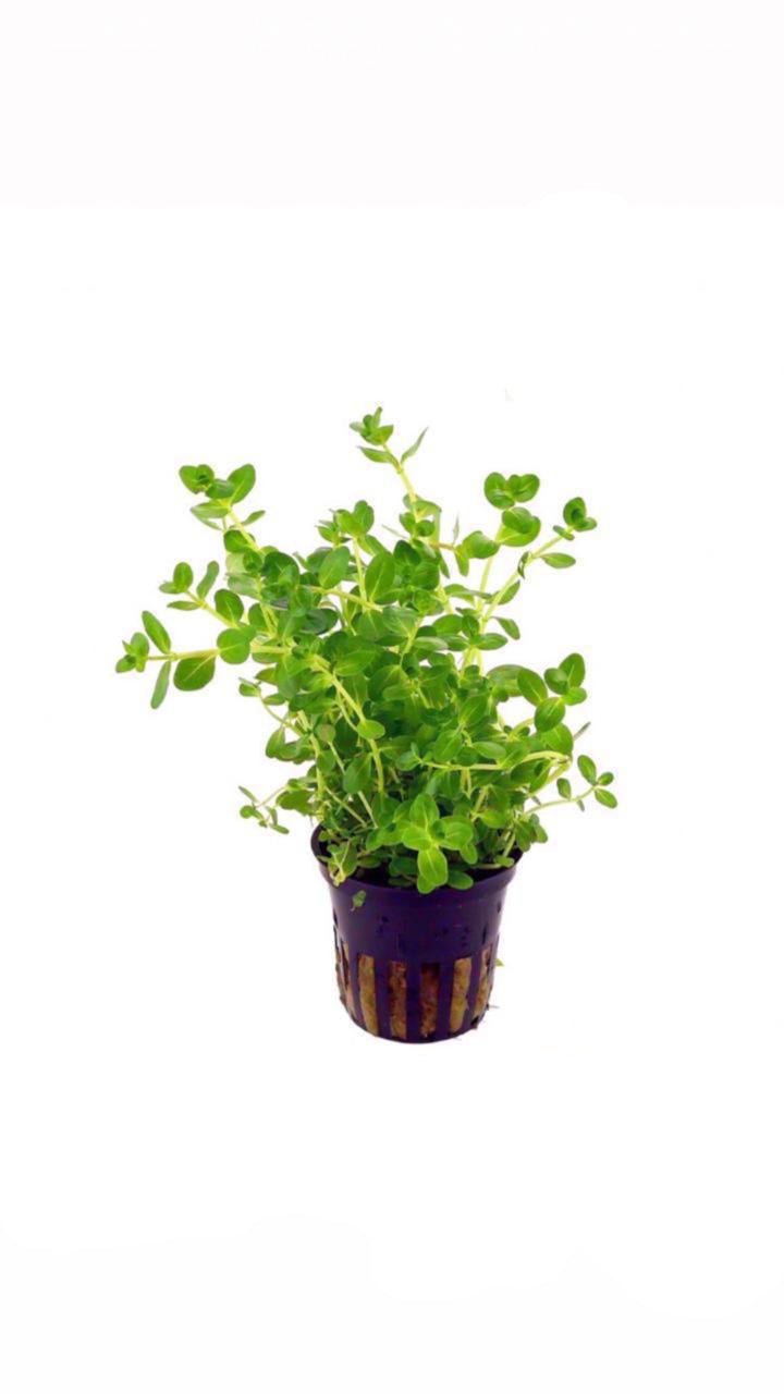 Rotala Indica Green - Potted Plant