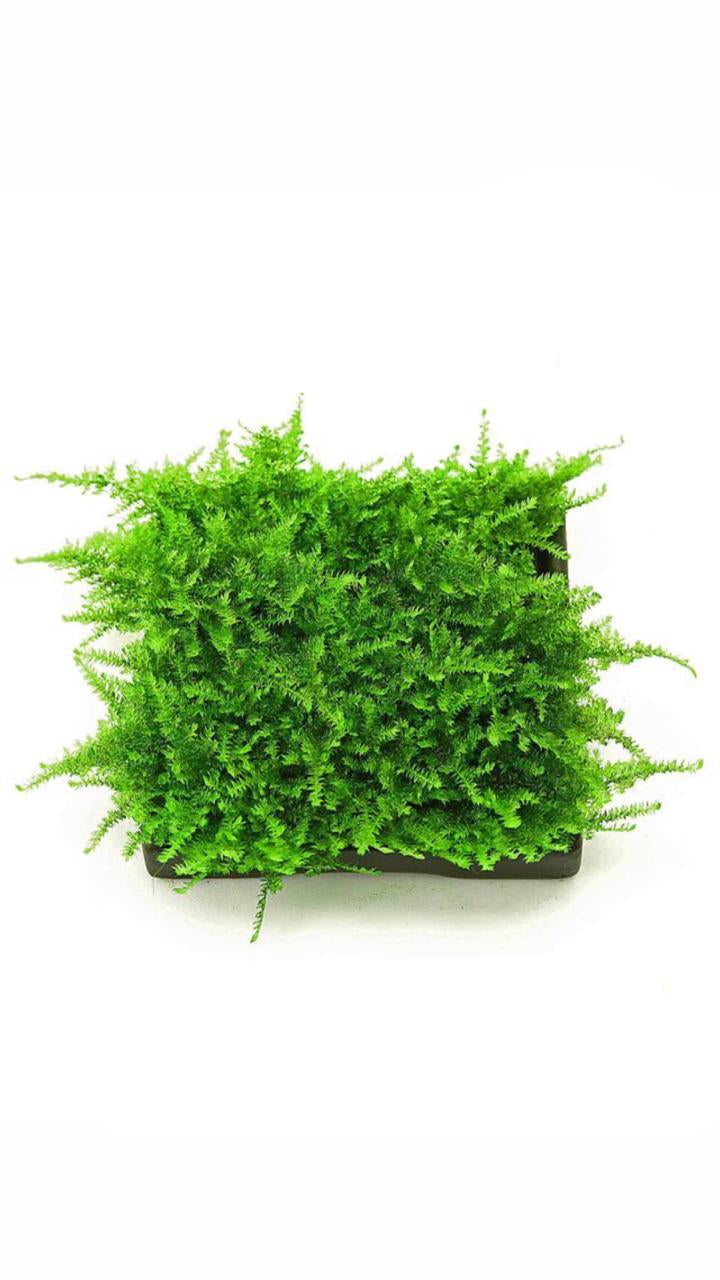 Vesicularia Christmas Moss