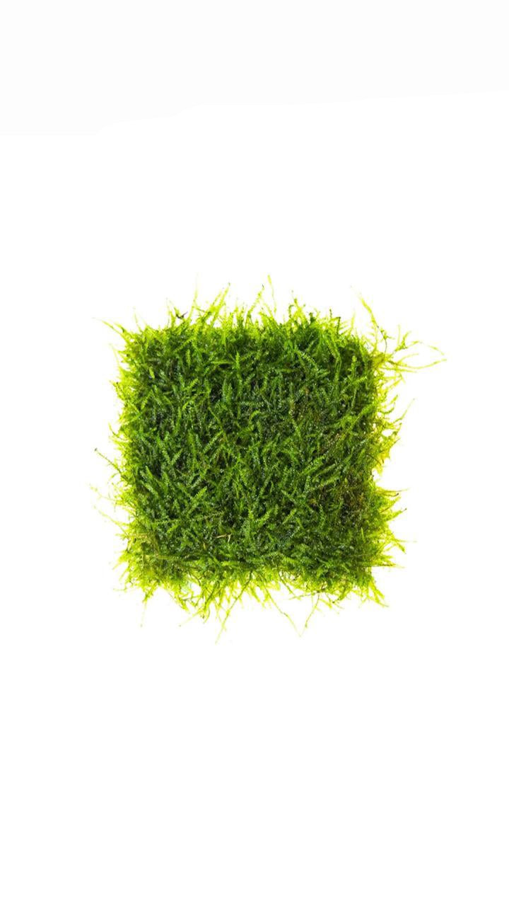 Vesicularia Dubyana Java Moss