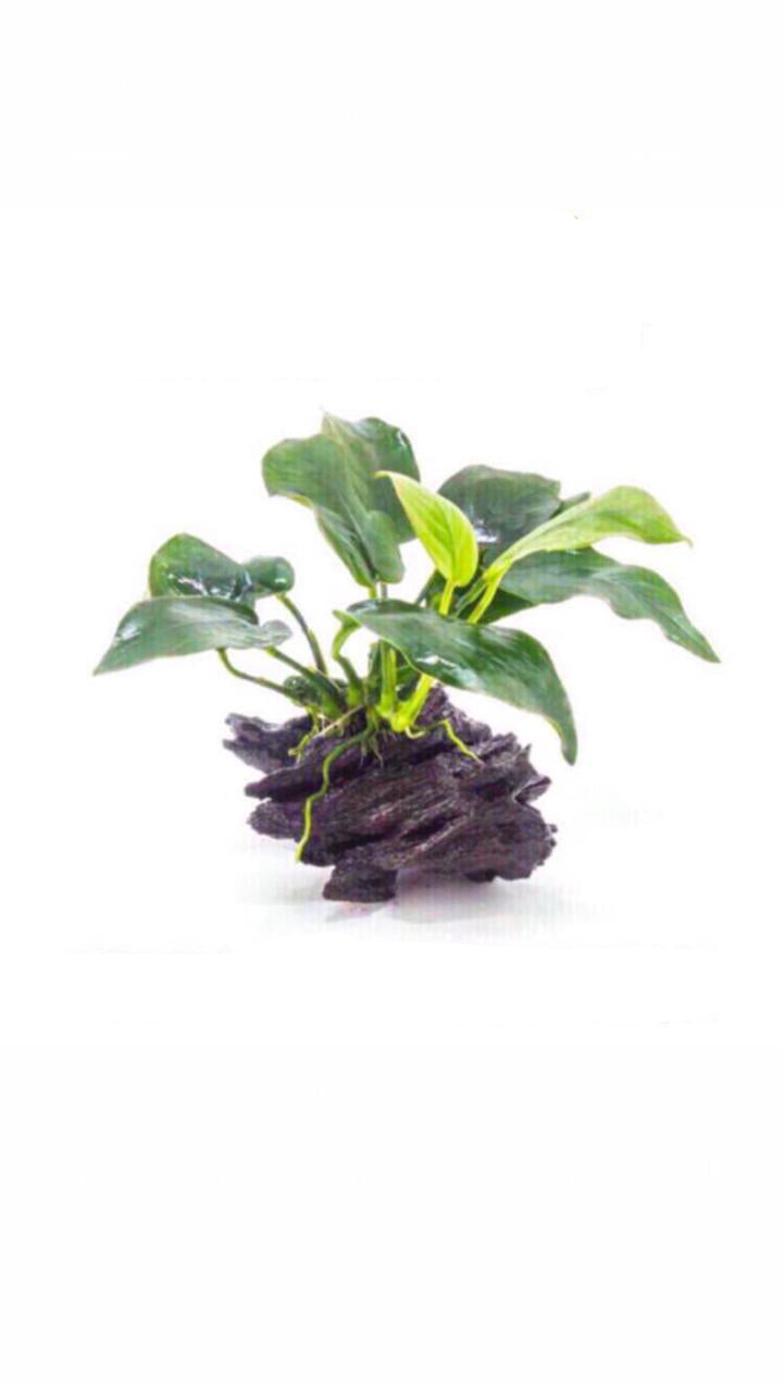 Anubias Barteri On Driftwood