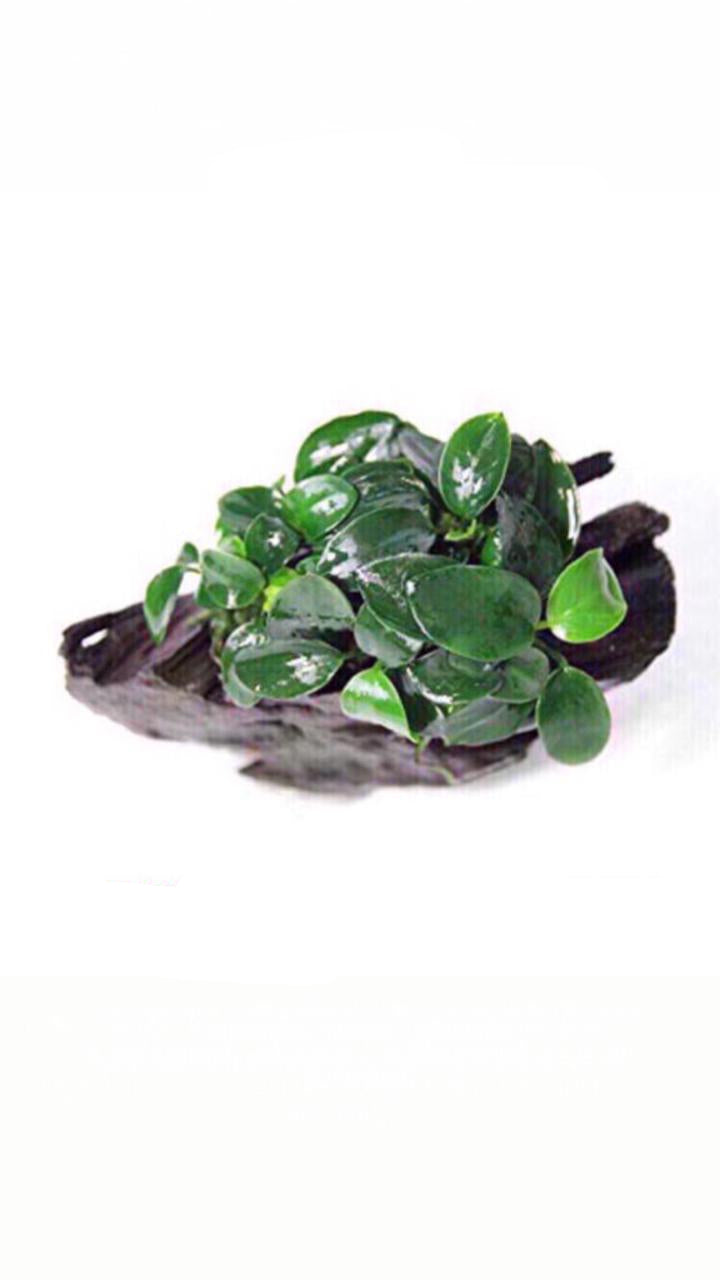 أنوبياس نانا على الخشب الطافي