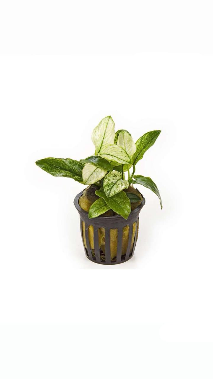 Anubias Pinto - Potted Plant