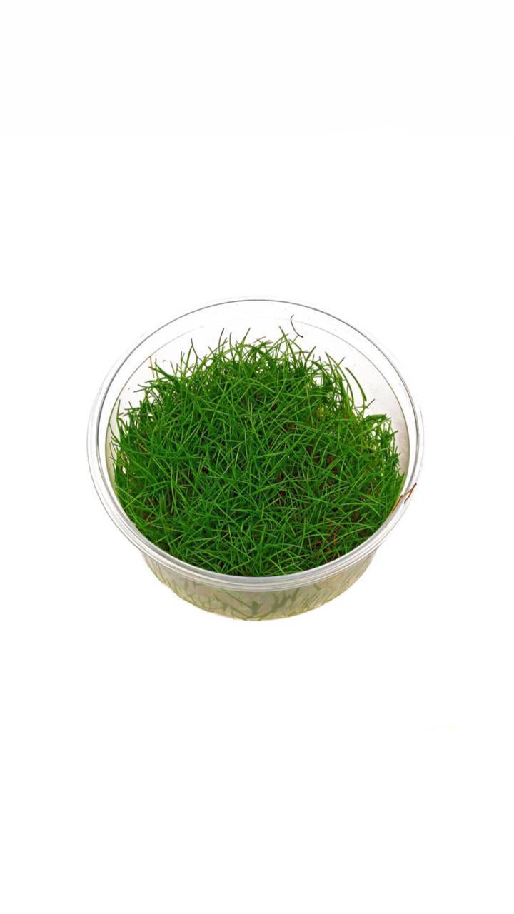 Eleocharis Acicularis Cup Plant