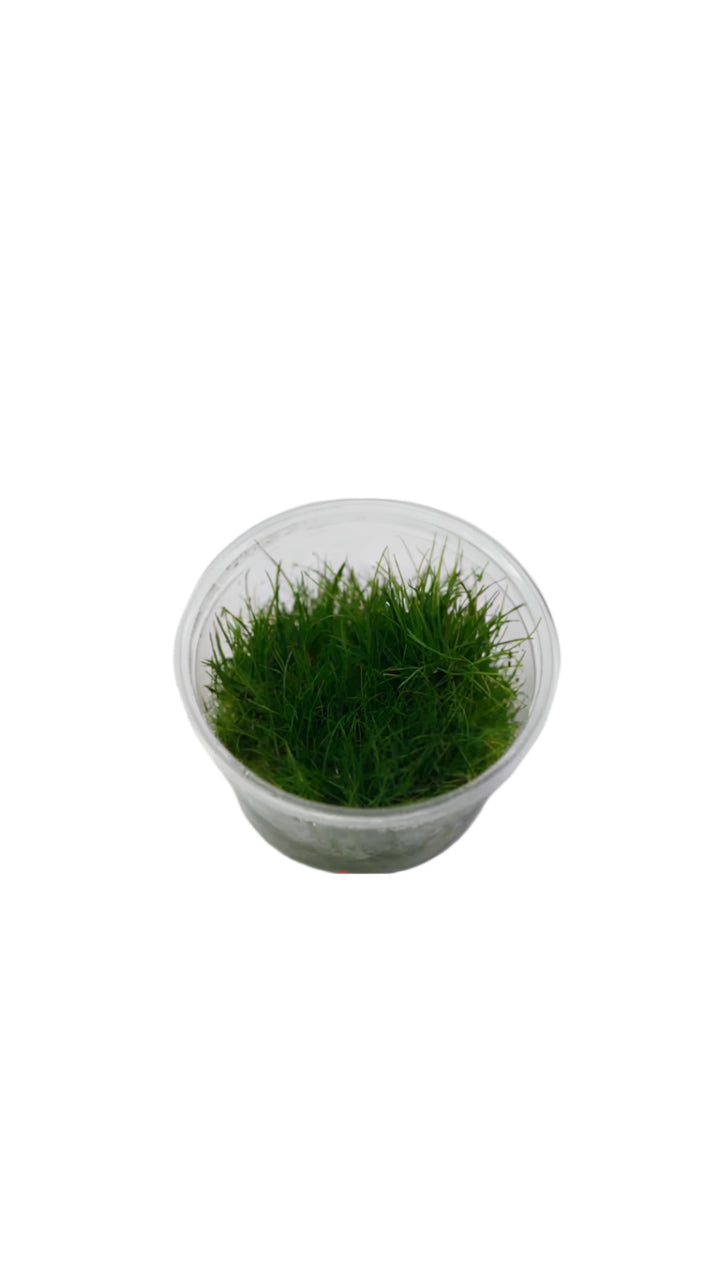 Eleocharis Parvula Cup Plant