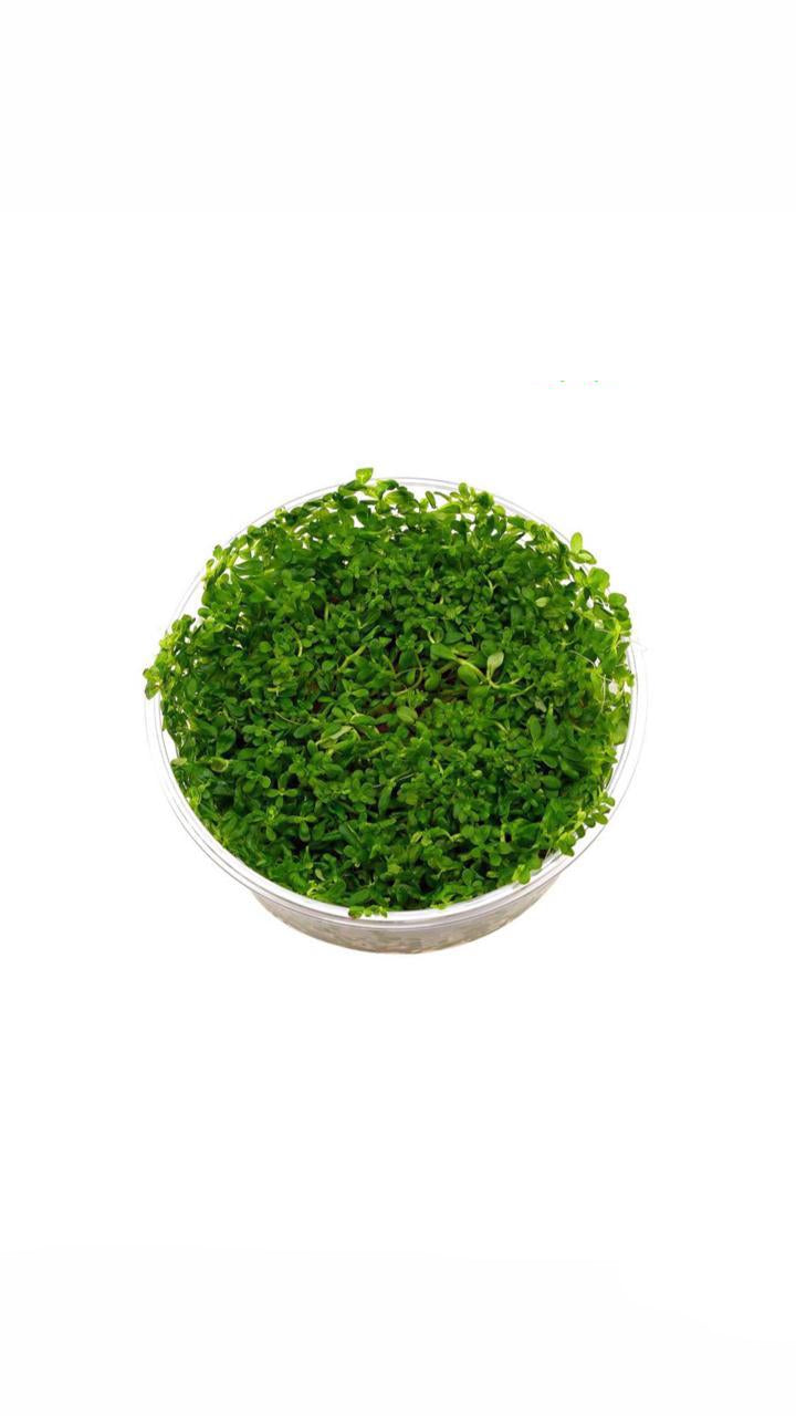Rotala Green - Cup Plant