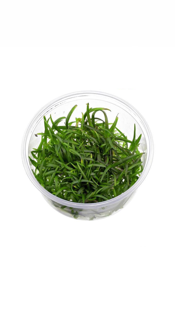 Sagittaria Subulata - Cup Plant