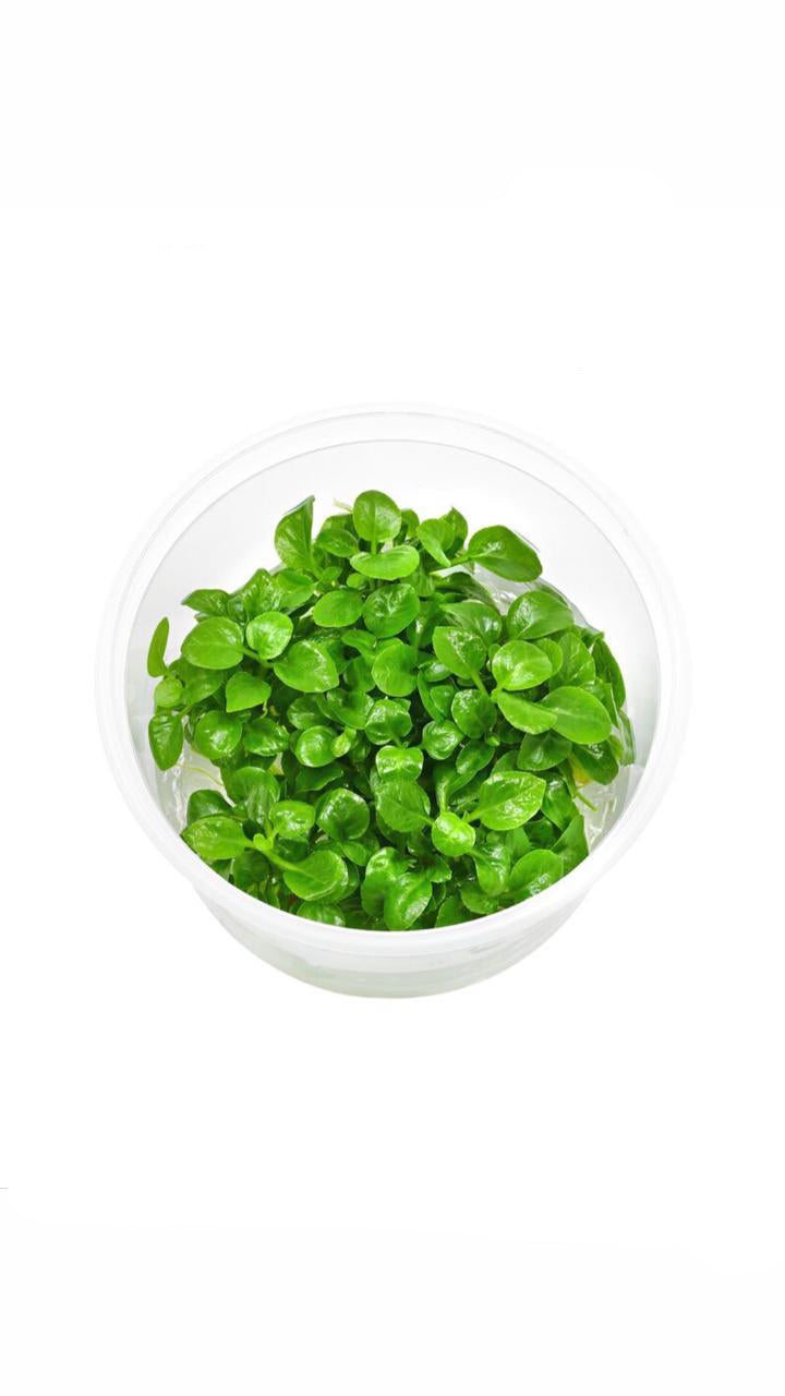 Lobelia Cardinails - Cup Plant