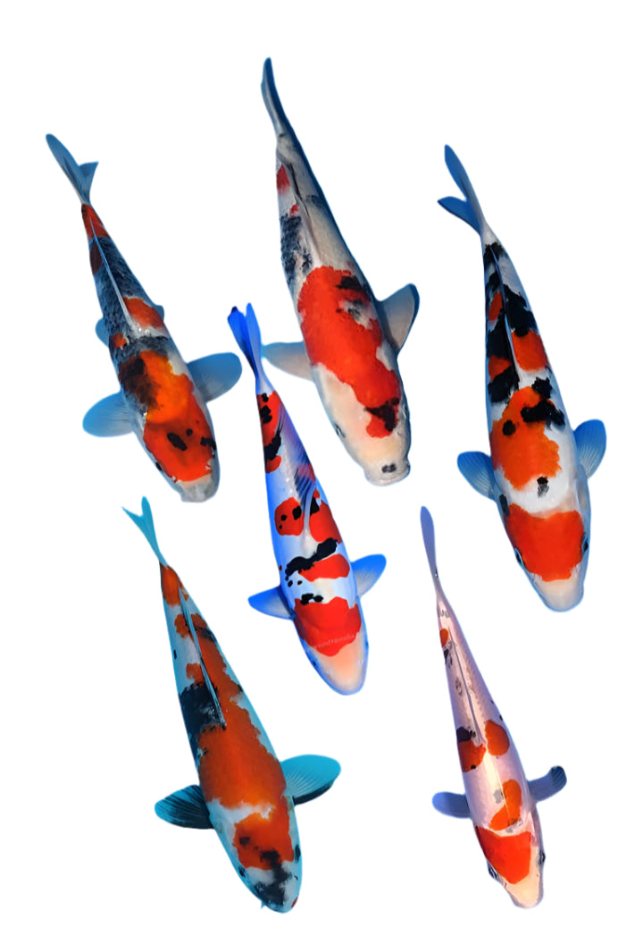 koi tri color - 7 inch