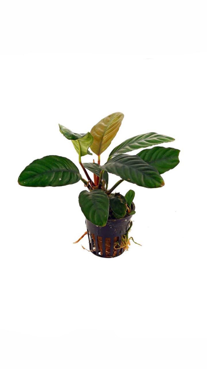anubias coffeefolia - potted plant