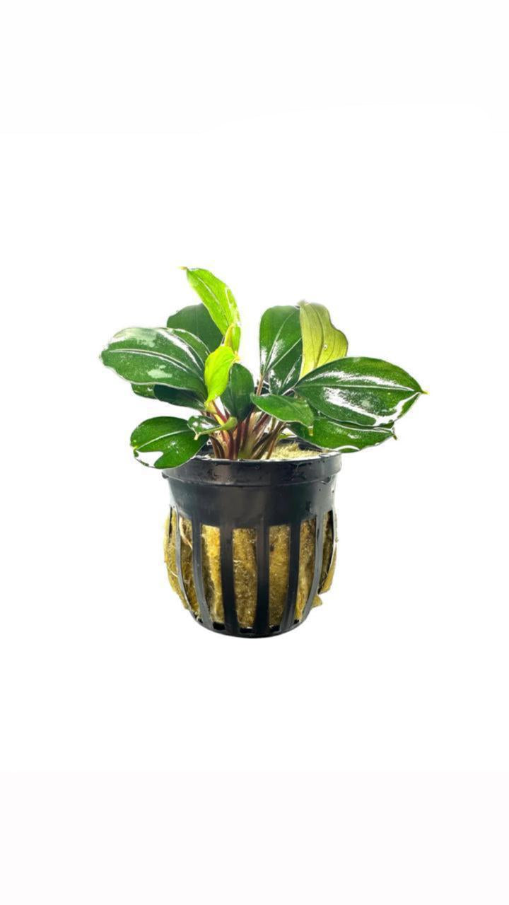 bucephalandra deep blue - potted plant