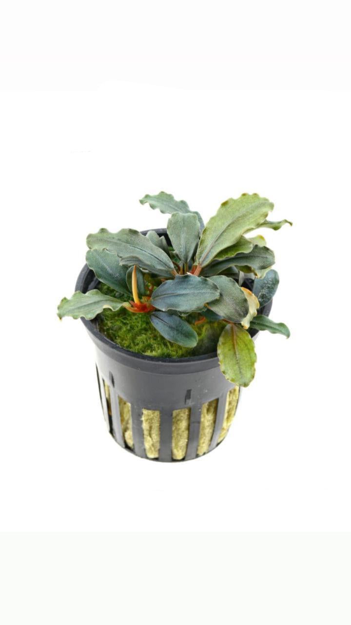 bucephalandra sp . 'batang kawa' - potted plant