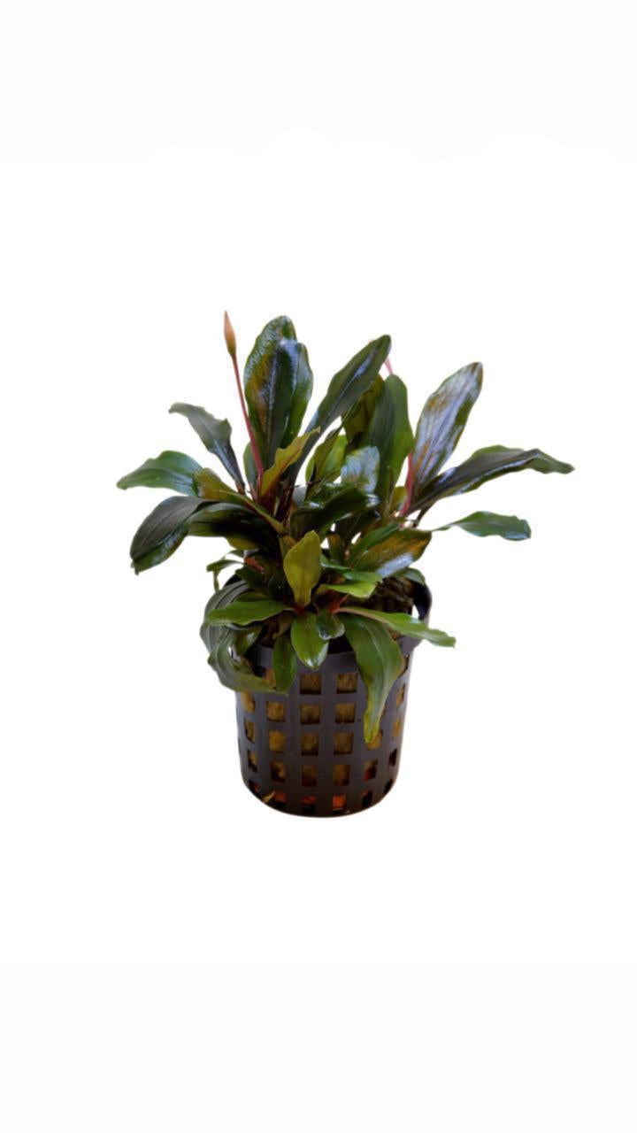 bucephalandra pink malawi - potted plant