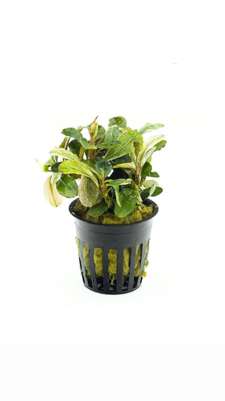 bucephalandra malawi - potted plant