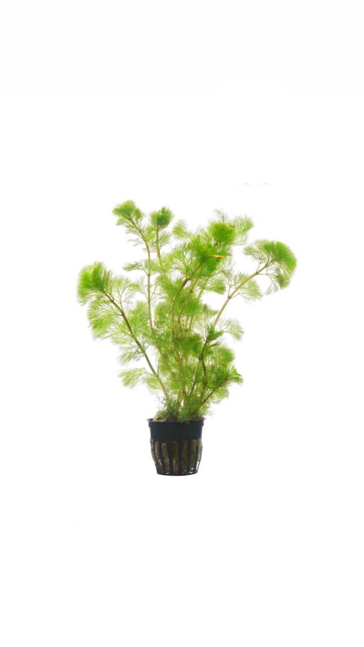 cabomba aquatica - potted plant