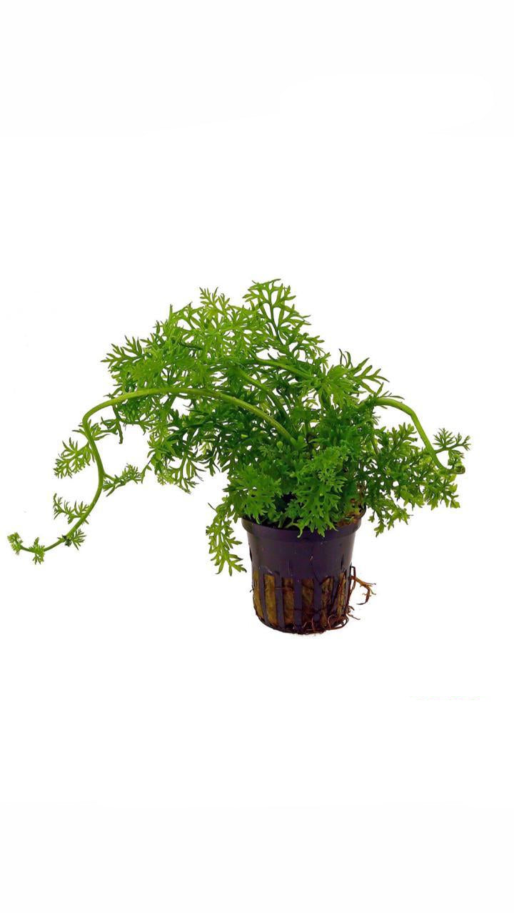 ceratopteris thalicroides - potted plant