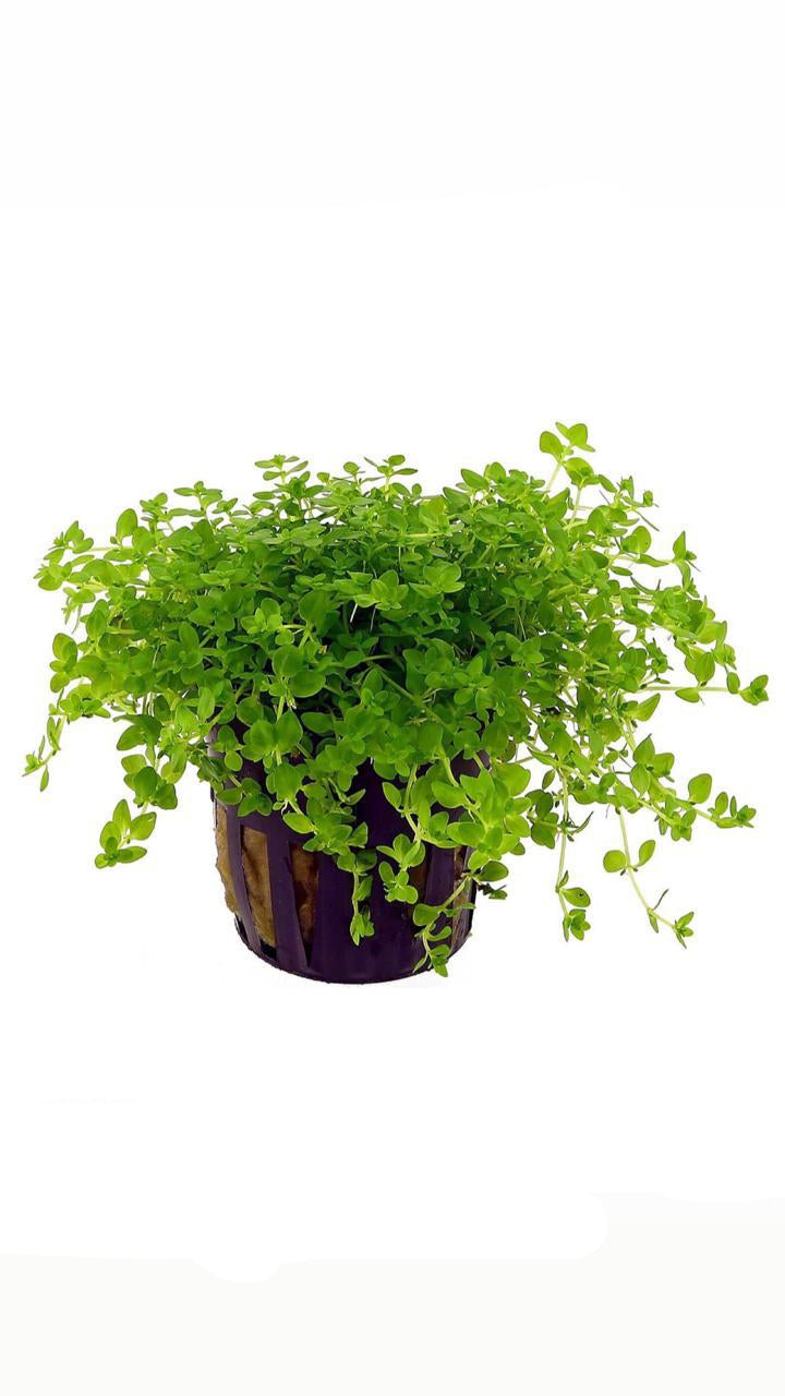 pearl weed micranthemum micranthemoidus - potted plant