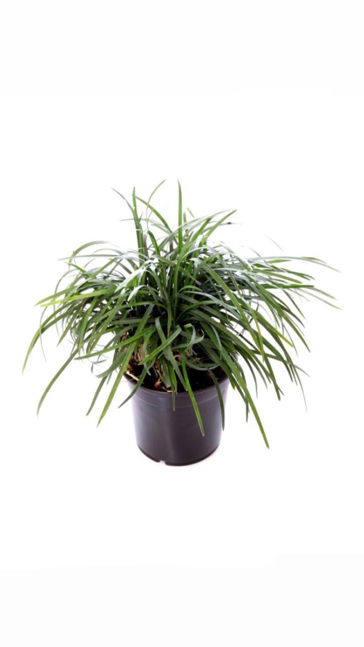 ophipogon japonica - potted plant