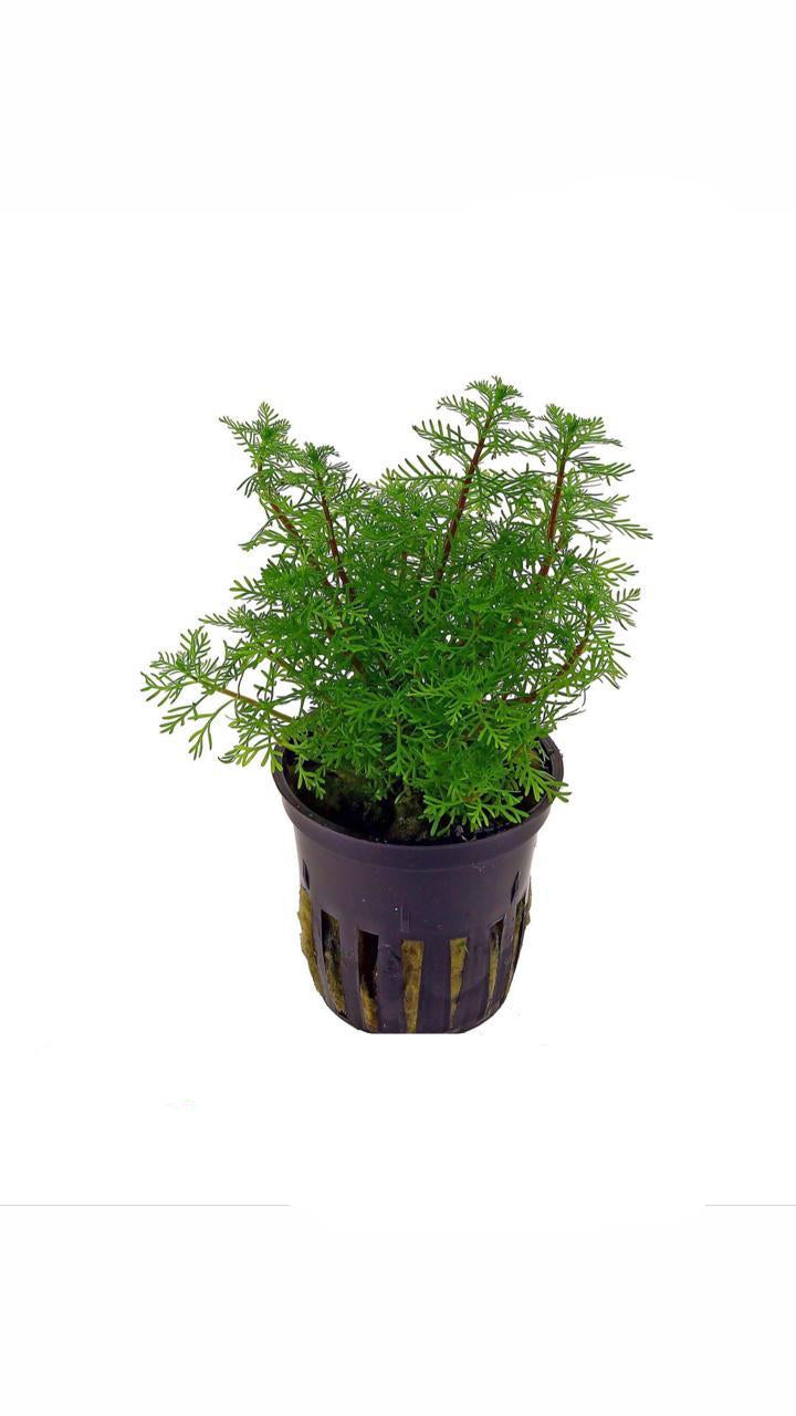 myriophyllum matogrossense 'green form' - potted plant