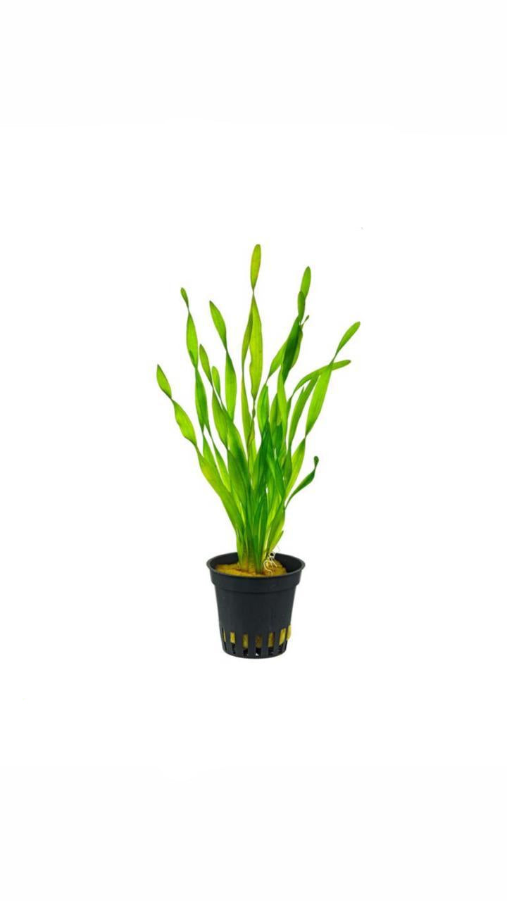 vallisneria spiralis torta - potted plant