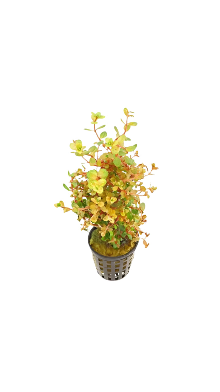 orange juice rotala rotundifolia - potted plant
