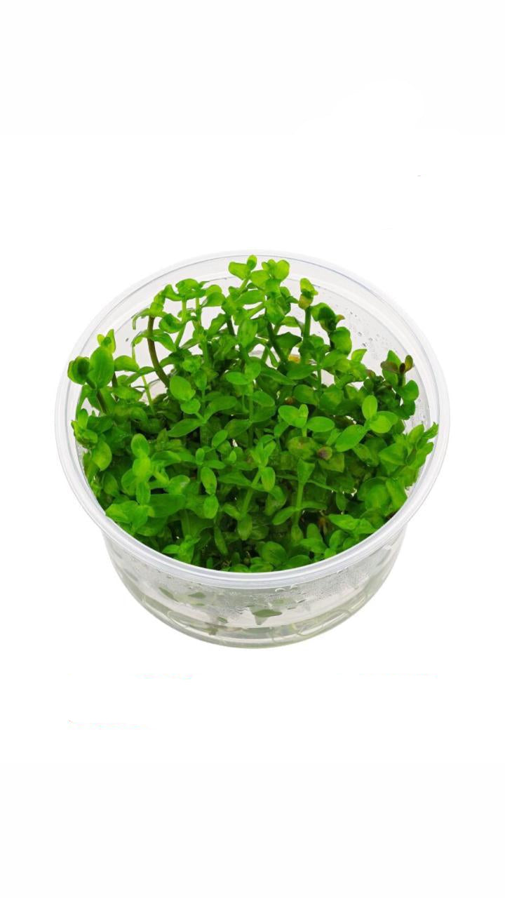 bacopa caroliniana - cup plant