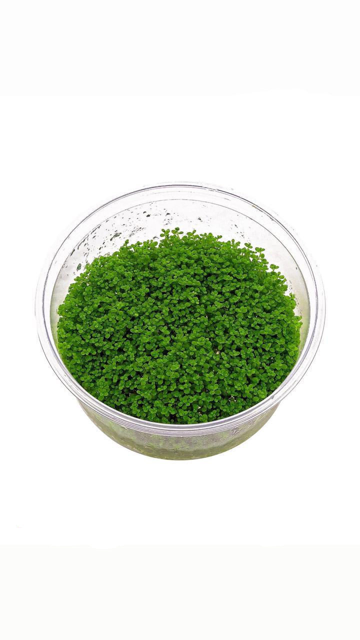 hemianthus callitrichoides 'cuba' - cup plant