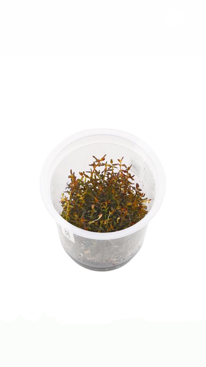 rotala macrandra mini - cup plant