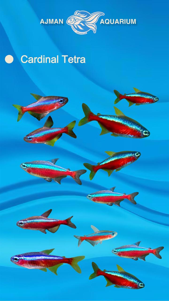 cardinal tetra - L