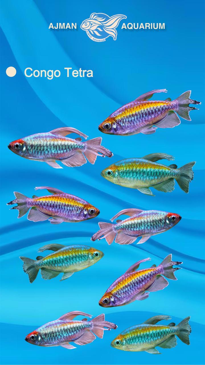 congo tetra - 5 to 6 cm