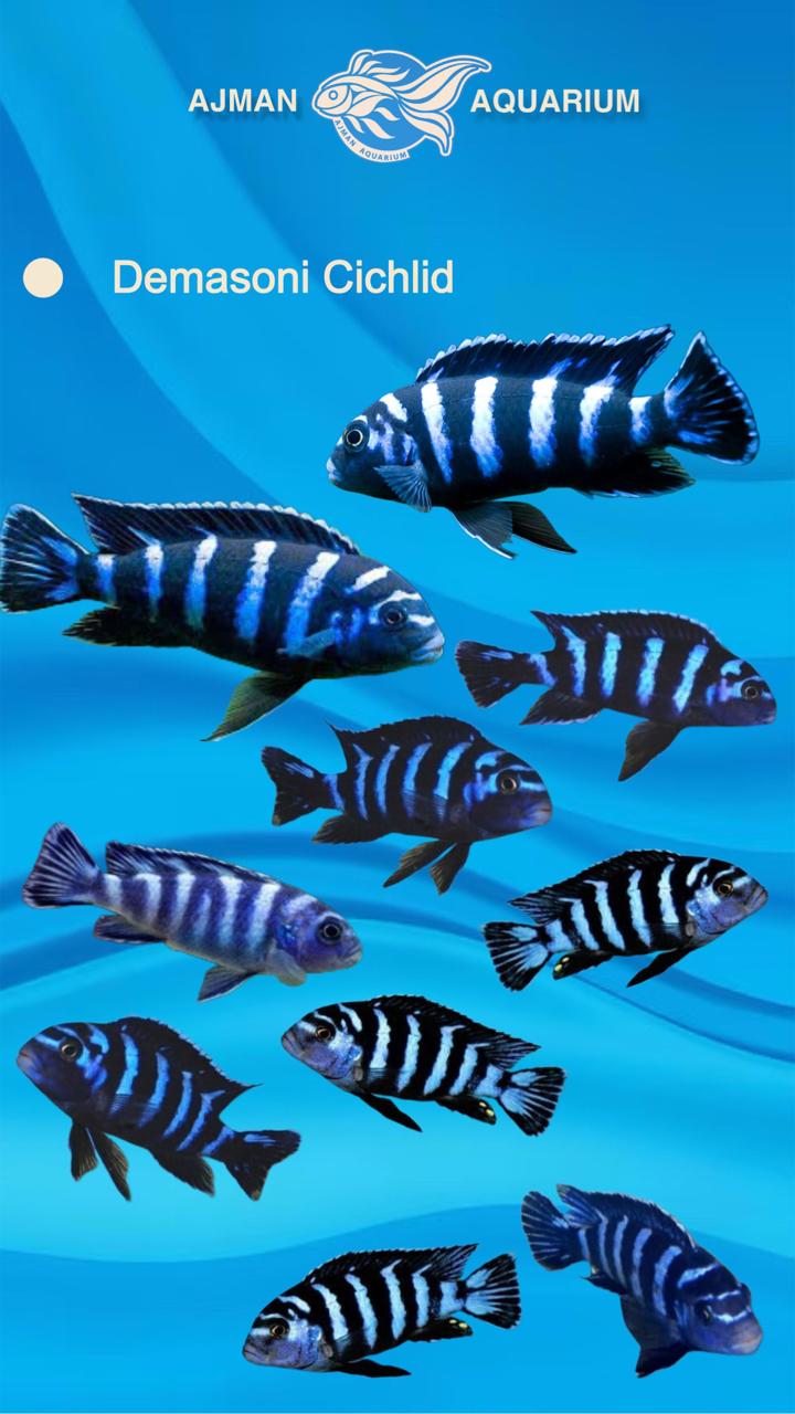 Demasoni cichlid - 3 inch