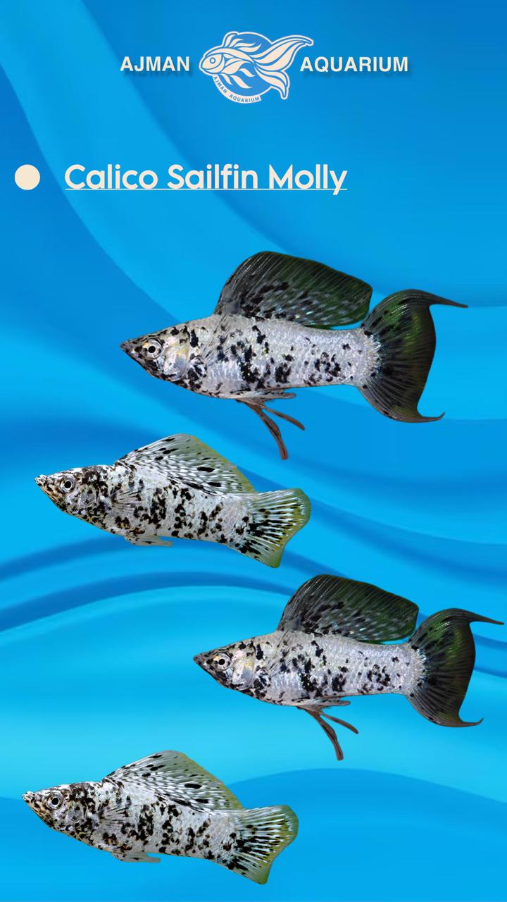 calico sail fin molly - 1.75 inch