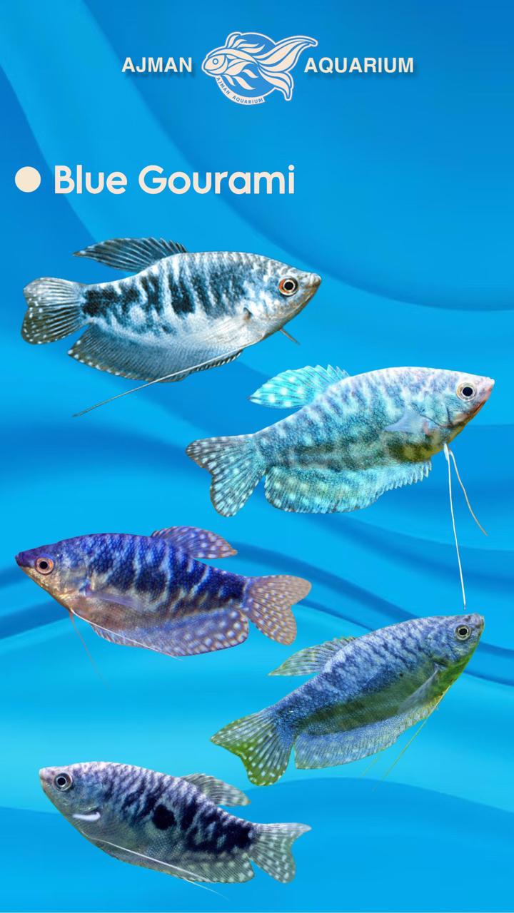 blue gourami - 3 to 5 cm