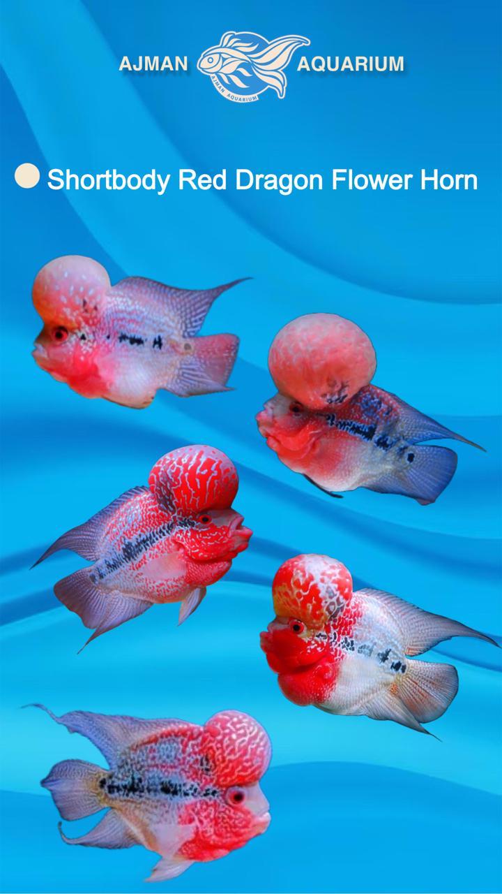 flower horn short body