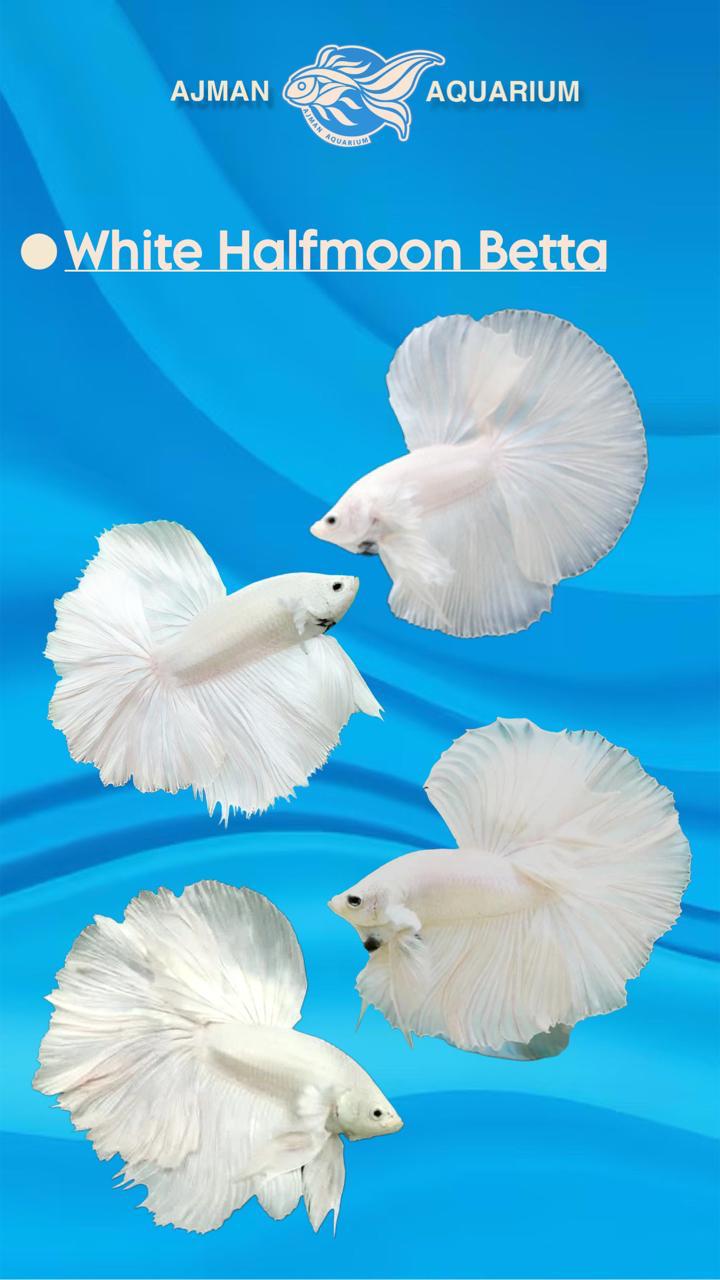 male half moon betta white - regular size