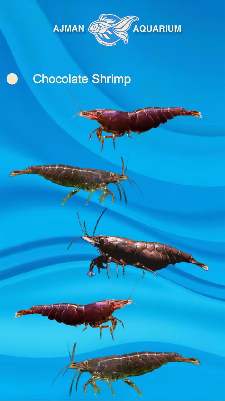 chocolate shrimp - 1 to 2 cm